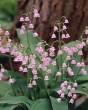 Convallaria Majalis rosea6